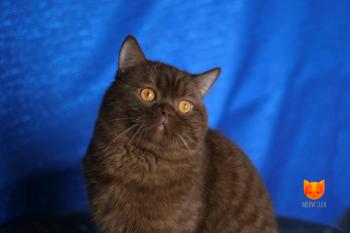 Galion MeowClub *BY