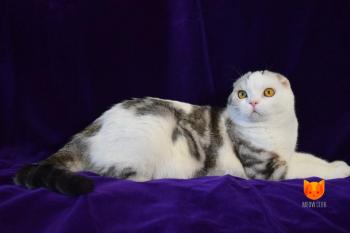 Xavier MeowClub *BY