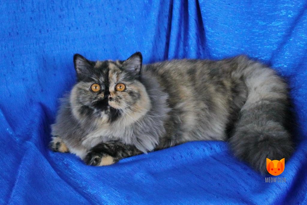 Queens MeowClub *BY