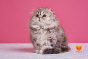 Madonna MeowClub *BY
