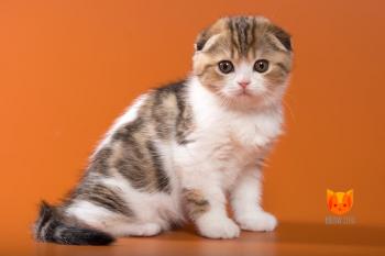 Jennifer Aniston MeowClub *BY