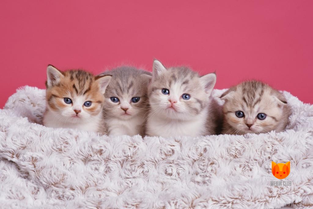 Litter O2 MeowClub *BY