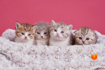 Litter O2 MeowClub *BY