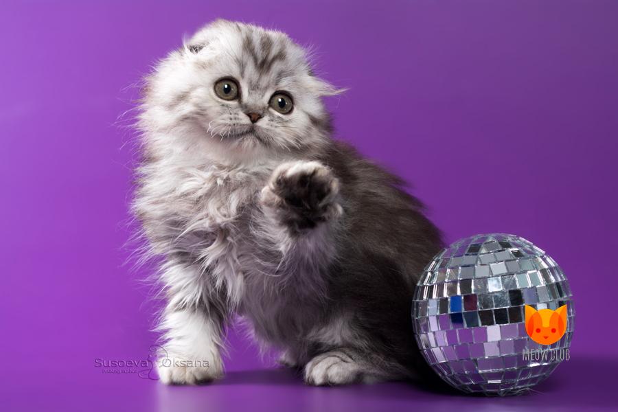 Laetitia Casta MeowClub *BY