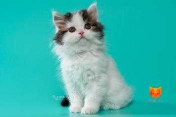 Johnny Depp MeowClub *BY