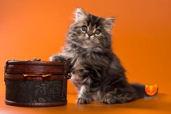 Jay-Z MeowClub *BY