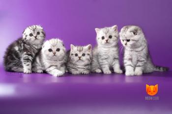 Litter N2 MeowClub *BY