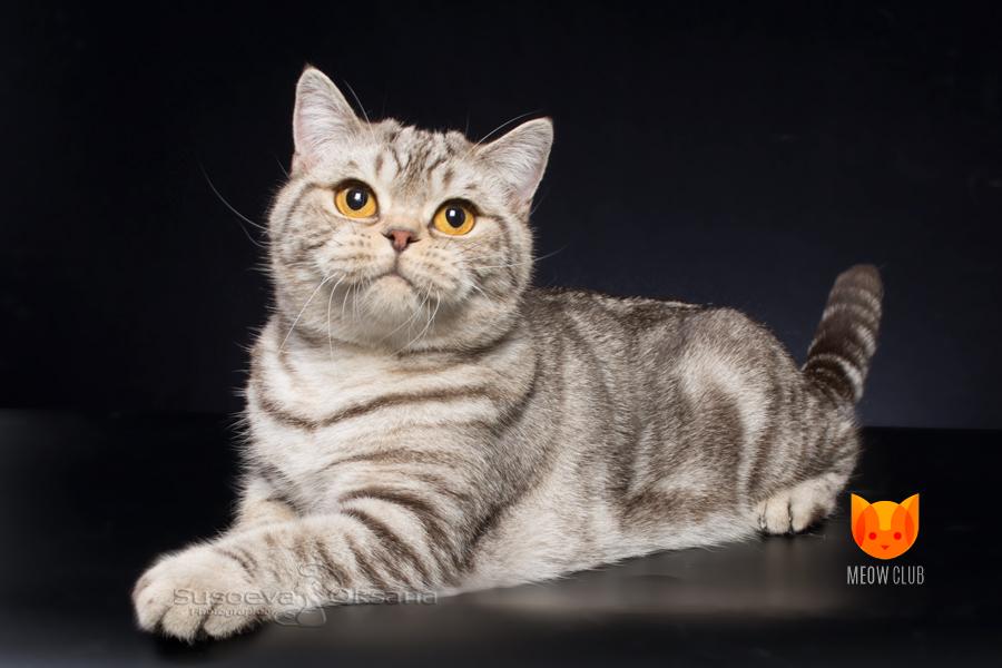 Elba MeowClub *BY