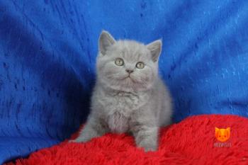 Harrison Ford MeowClub *BY