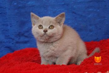 Heidi Klum MeowClub *BY