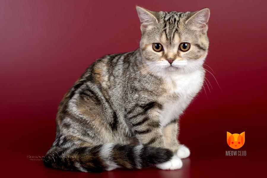 Wella MeowClub *BY