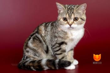 Wella MeowClub *BY