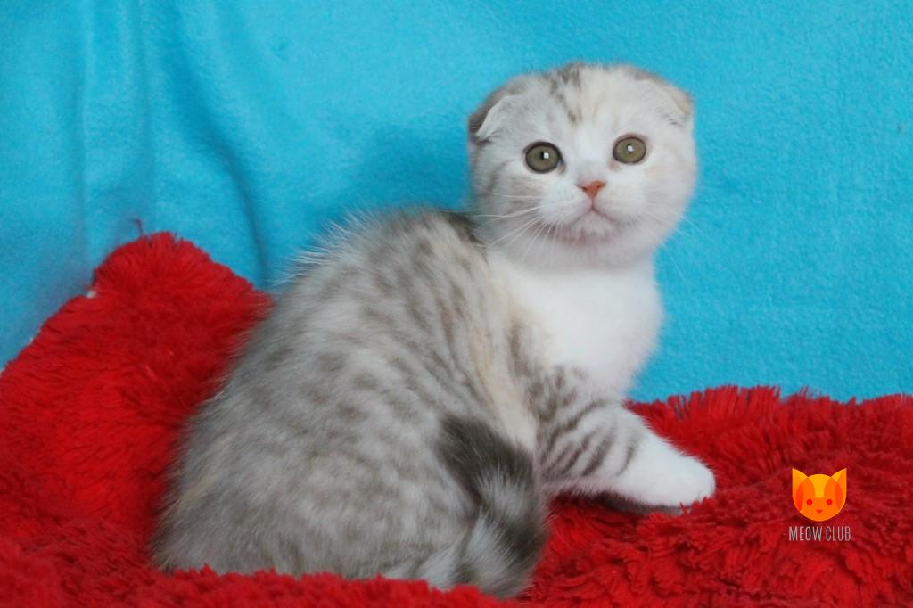 Irina Shayk MeowClub *BY
