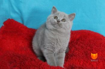 Helen Hunt MeowClub *BY