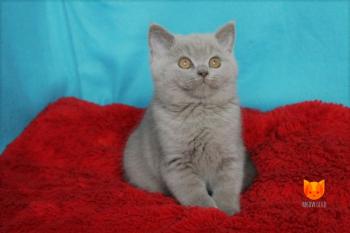 Hugh Jackman MeowClub *BY