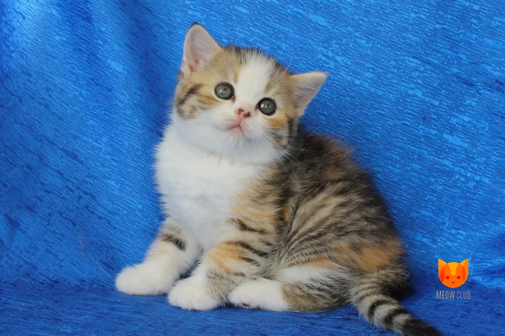 Francia Raisa MeowClub *BY