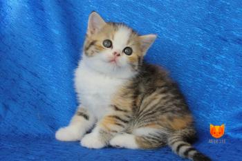 Francia Raisa MeowClub *BY