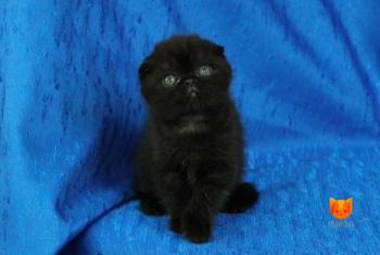 George Clooney MeowClub *BY
