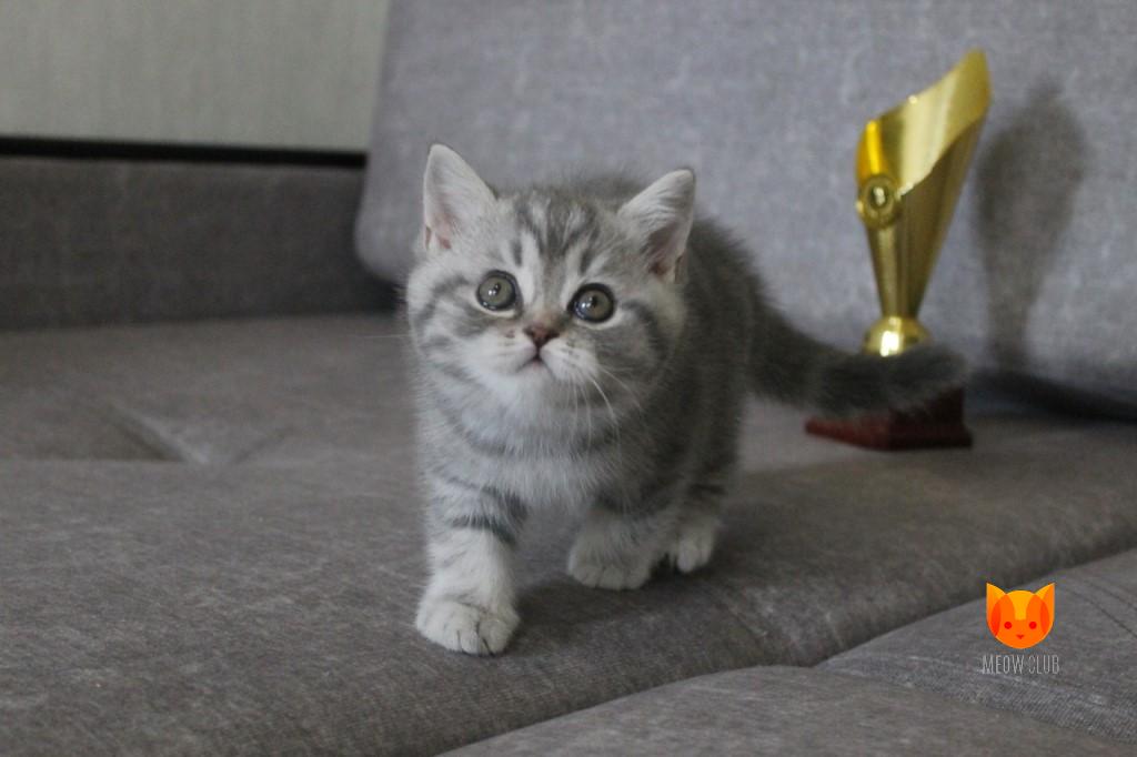 Teresa Palmer MeowClub *BY