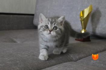 Teresa Palmer MeowClub *BY