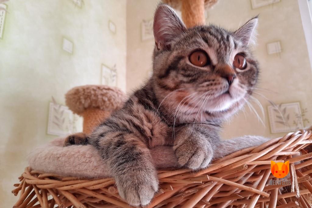 Kitty