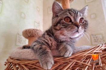 Kitty