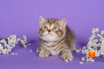 Emilia MeowClub *BY