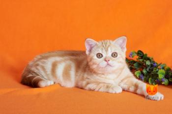 Brian MeowClub *BY