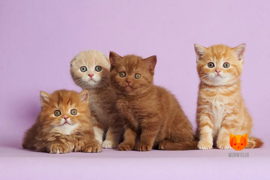 Litter F3 MeowClub *BY