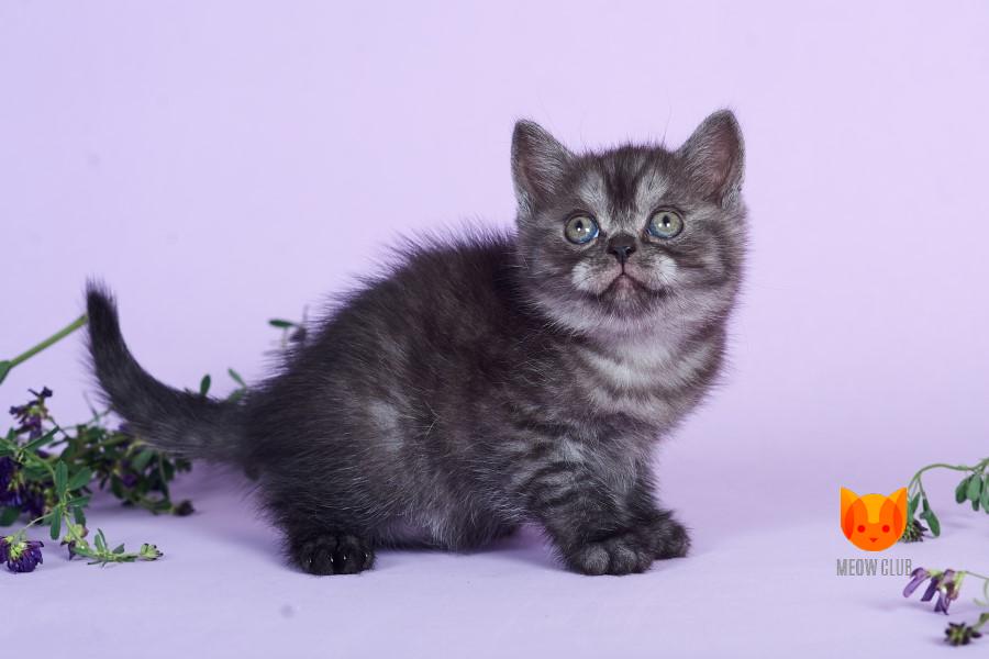 Elyse MeowClub *BY