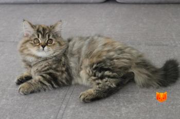 Pink MeowClub *BY