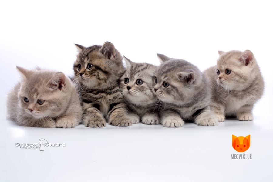 Litters Q2 & R2 MeowClub *BY