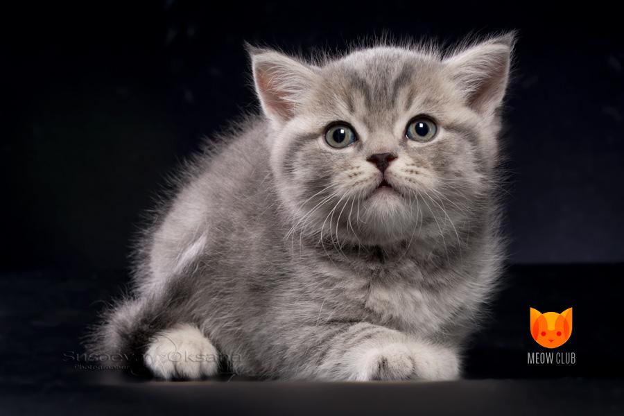 Quentin Tarantino MeowClub *BY