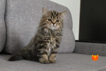 Phoebe Tonkin MeowClub *BY