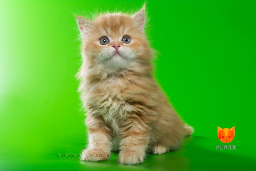 Paul Walker MeowClub *BY