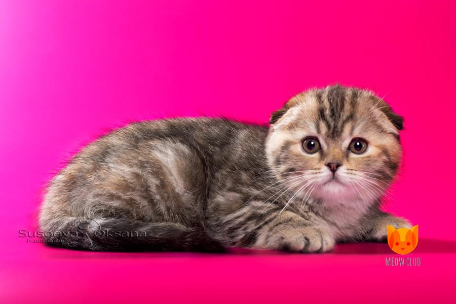 Paris Hilton MeowClub *BY