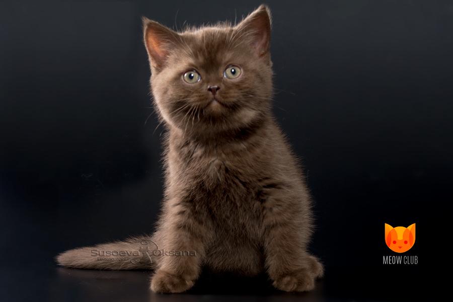 Kanye West MeowClub *BY