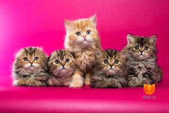Litter P2 MeowClub *BY