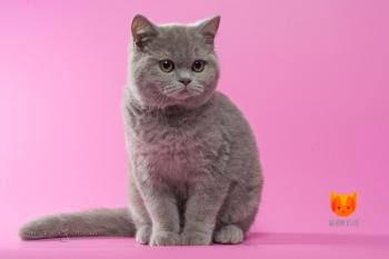 Halle Berry MeowClub *BY