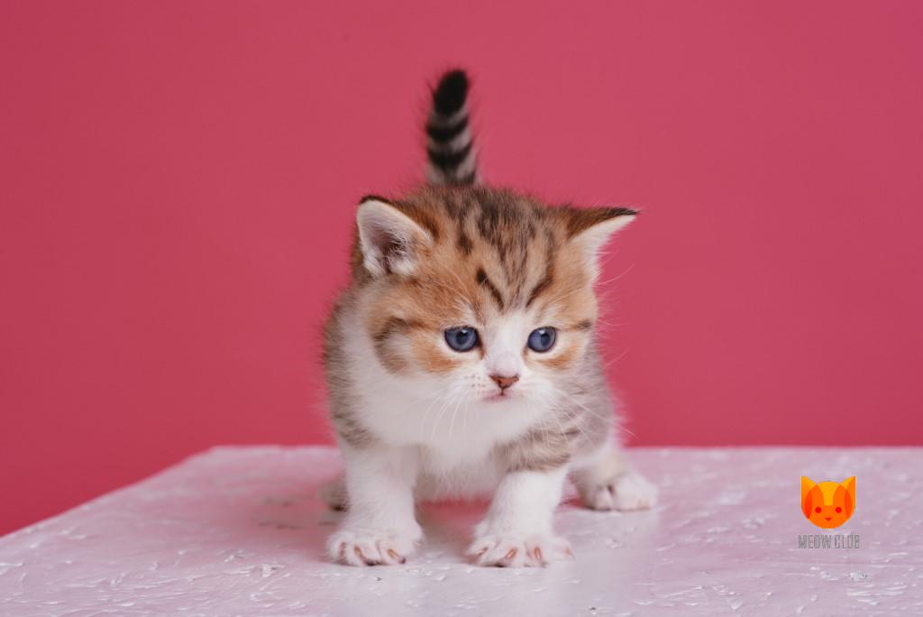 Ornella Muti MeowClub *BY