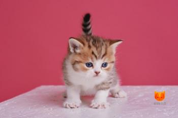 Ornella Muti MeowClub *BY