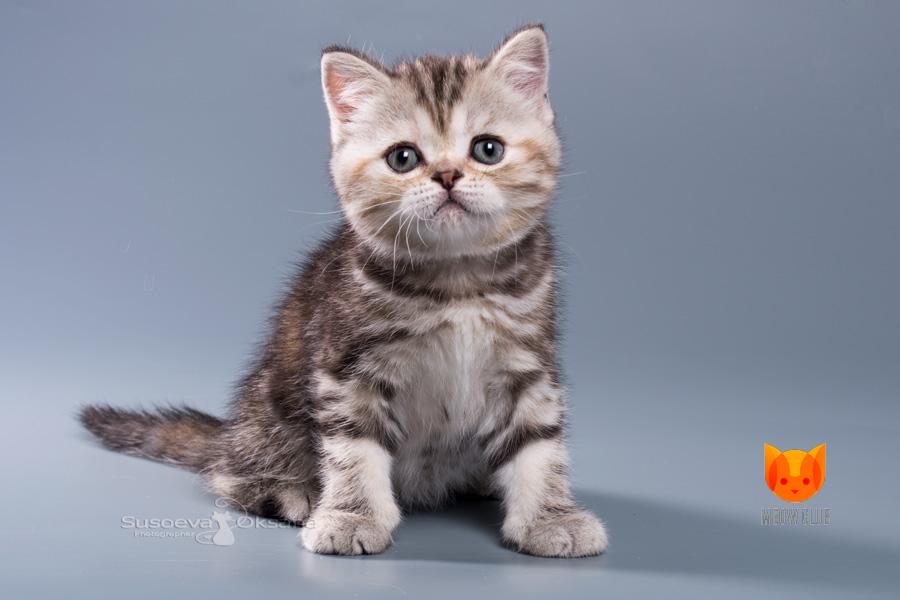 Barbie MeowClub *BY