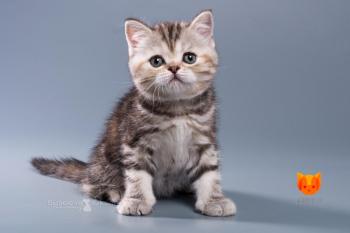 Barbie MeowClub *BY