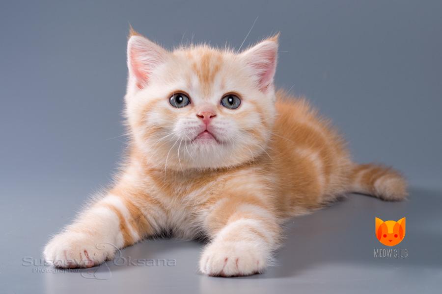 Bruce MeowClub *BY