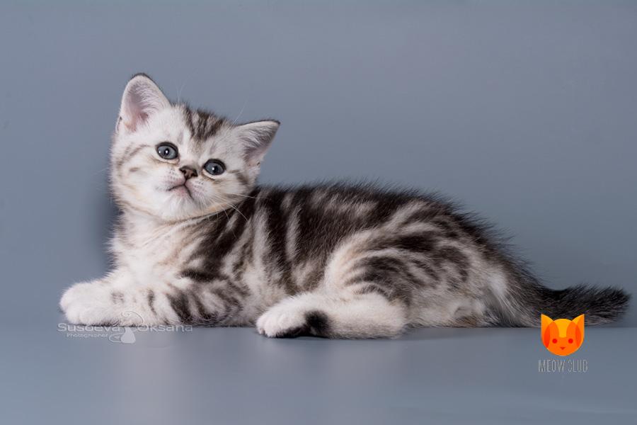 Baron MeowClub *BY