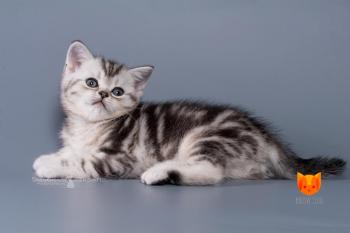 Baron MeowClub *BY