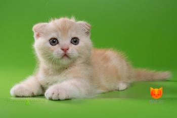 Bentley MeowClub *BY