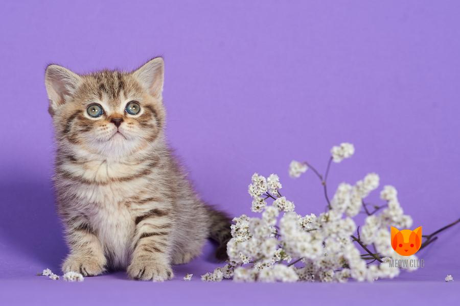 Elsa MeowClub *BY