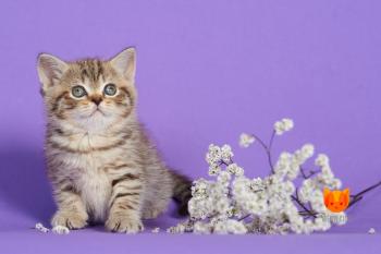 Elsa MeowClub *BY