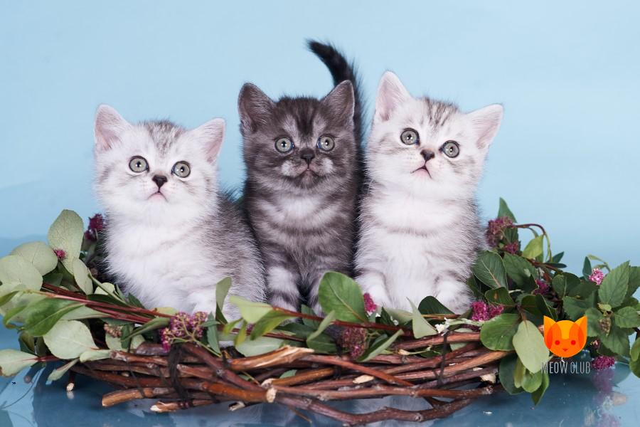 Litter E3 MeowClub *BY